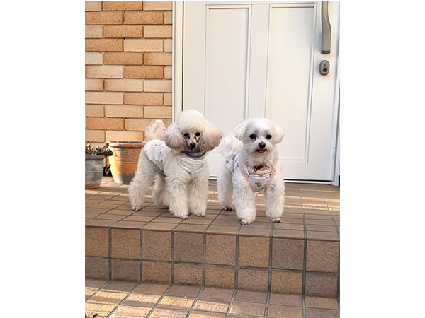 ☆卒業犬王子くんの近況☆